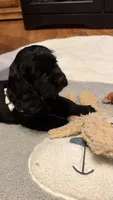 Jazzy, a female Cocker Spaniel for sale in Pinson, TN – 4 of 4