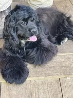 Bailey, a female Cocker Spaniel for sale in Pinson, TN – 2 of 3