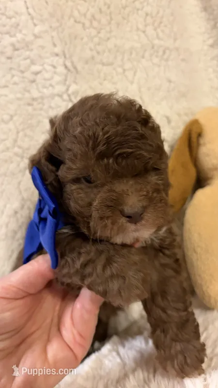 Ritz – Poodle - Toy  puppy for sale in Pinson, TN