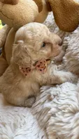 Peanut, a male Poodle - Toy  for sale in Pinson, TN – 3 of 5