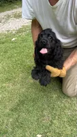 Minnie AKC, a female Cocker Spaniel for sale in Pinson, TN – 2 of 6