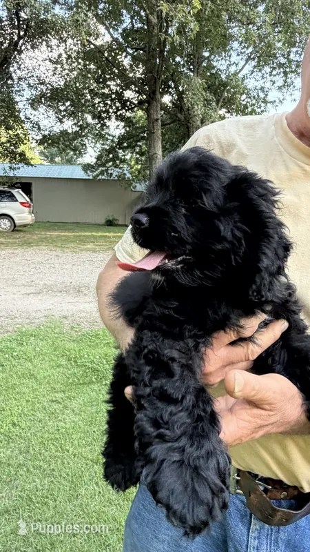 Boomer AKC – Cocker Spaniel puppy for sale in Pinson, TN