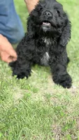 Boomer AKC, a male Cocker Spaniel for sale in Pinson, TN – 2 of 4