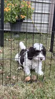 Sport, a male Poodle - Toy  for sale in Pinson, TN – 3 of 5