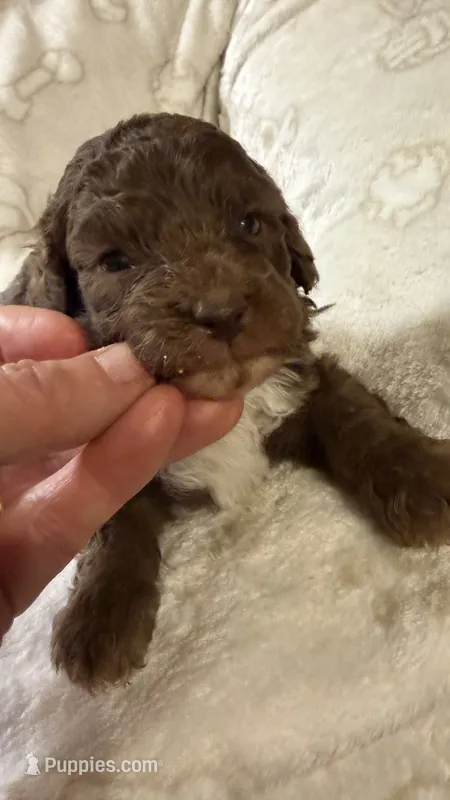 Ritz – Poodle - Toy  puppy for sale in Pinson, TN