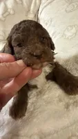 Ritz, a male Poodle - Toy  for sale in Pinson, TN – 1 of 3