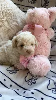 Gabby, a female Poodle - Toy  for sale in Pinson, TN – 2 of 3