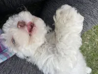 Casper AKC (Sold), a male Poodle - Toy  for sale in Pinson, TN – Photo 2 of 5