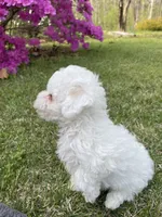 Casper AKC (Sold), a male Poodle - Toy  for sale in Pinson, TN – Photo 3 of 5