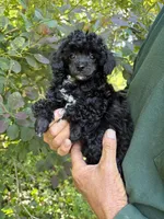 Jay Jay, a male Poodle - Toy  for sale in Pinson, TN – Photo 4 of 4