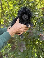 Jay Jay, a male Poodle - Toy  for sale in Pinson, TN – Photo 3 of 4