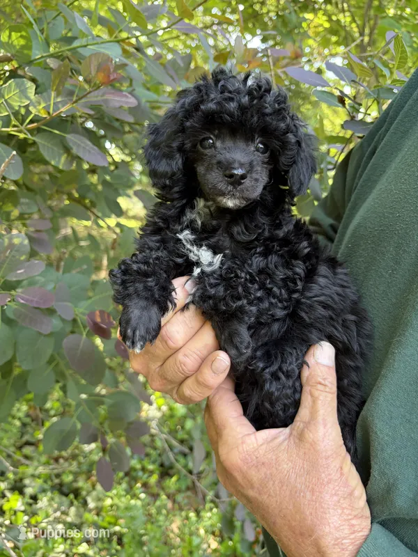 Jay Jay – Poodle - Toy  puppy for sale in Pinson, TN