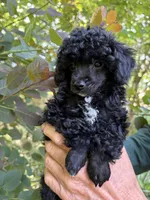 Jay Jay, a male Poodle - Toy  for sale in Pinson, TN – Photo 2 of 4