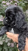 Minnie AKC, a female Cocker Spaniel for sale in Pinson, TN – 4 of 6