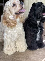 Bouncer AKC, a male Cocker Spaniel for sale in Pinson, TN – 6 of 6