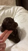 Choco, a male Poodle - Toy  for sale in Pinson, TN – 3 of 3