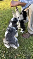 Blue Flash, a male Cocker Spaniel for sale in Pinson, TN – 5 of 6