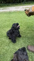 Minnie AKC, a female Cocker Spaniel for sale in Pinson, TN – 3 of 6