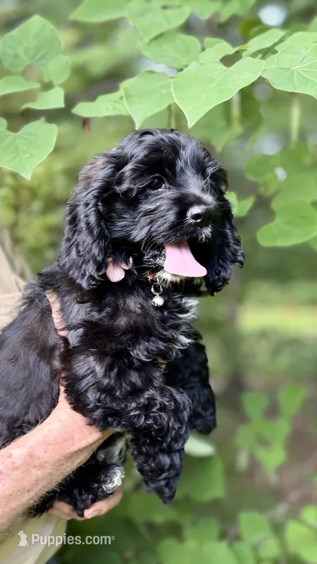 Milli AKC – Cocker Spaniel puppy for sale in Pinson, TN
