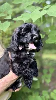 Milli AKC reduced , a female Cocker Spaniel for sale in Pinson, TN – 1 of 7