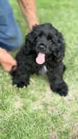 Boomer AKC, a male Cocker Spaniel for sale in Pinson, TN – 4 of 4