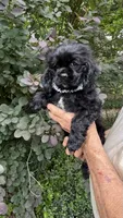 Minnie AKC, a female Cocker Spaniel for sale in Pinson, TN – 3 of 6