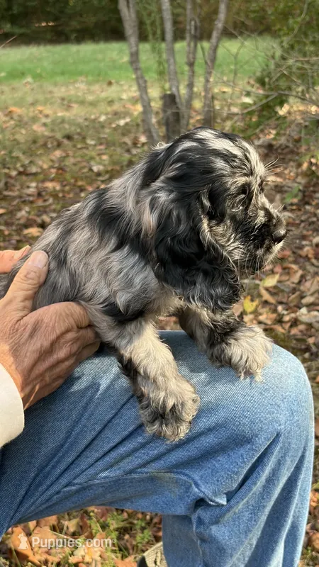 Jagger – Cocker Spaniel puppy for sale in Pinson, TN