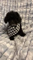 Freddy F1bb, a male Cavapoo for sale in Pinson, TN – 3 of 4