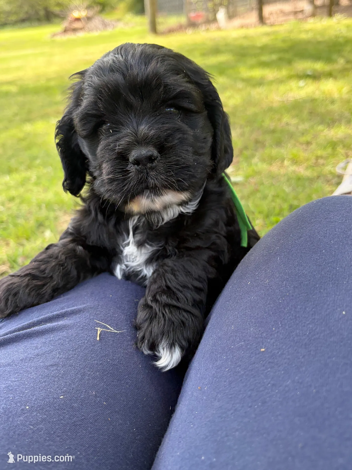 Chance AKC, a male Cocker Spaniel for sale in Pinson, TN – Photo 1 of 5