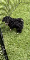 Benji, a male Poodle - Toy  for sale in Pinson, TN – 3 of 4