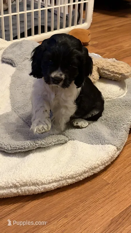 Domino – Cocker Spaniel puppy for sale in Pinson, TN