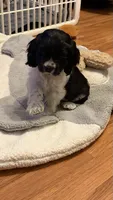 Domino, a male Cocker Spaniel for sale in Pinson, TN – 1 of 4