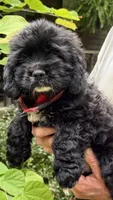 Bouncer AKC, a male Cocker Spaniel for sale in Pinson, TN – 4 of 6