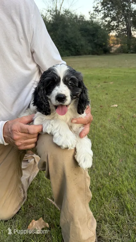 Flash – Cocker Spaniel puppy for sale in Pinson, TN