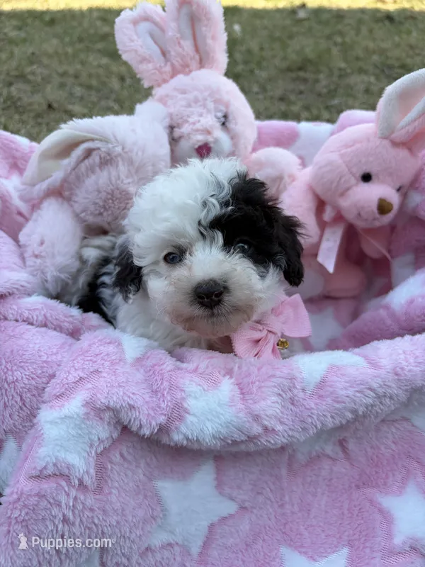 Iris – Poodle - Toy  puppy for sale in Pinson, TN