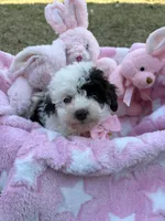 Iris, a female Poodle - Toy  for sale in Pinson, TN – Photo 3 of 5