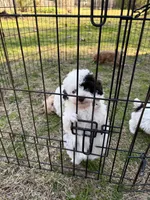 Iris, a female Poodle - Toy  for sale in Pinson, TN – Photo 4 of 5