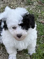 Iris, a female Poodle - Toy  for sale in Pinson, TN – Photo 5 of 5