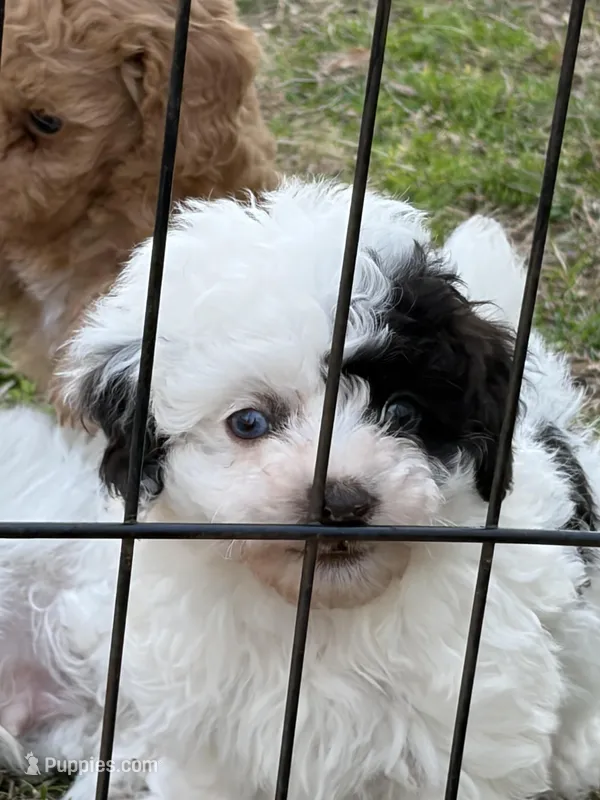 Iris – Poodle - Toy  puppy for sale in Pinson, TN
