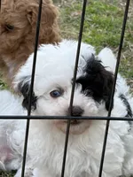 Iris, a female Poodle - Toy  for sale in Pinson, TN – Photo 1 of 5