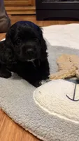 Jazzy, a female Cocker Spaniel for sale in Pinson, TN – 2 of 4
