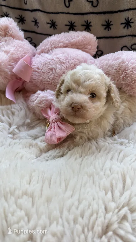 Gabby – Poodle - Toy  puppy for sale in Pinson, TN
