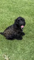 Molly AKC, a female Cocker Spaniel for sale in Pinson, TN – 3 of 6