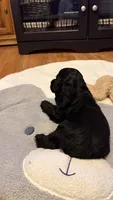 Blackjack, a male Cocker Spaniel for sale in Pinson, TN – 2 of 4