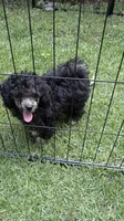 Benji, a male Poodle - Toy  for sale in Pinson, TN – 4 of 4