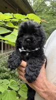 Boomer AKC, a male Cocker Spaniel for sale in Pinson, TN – 1 of 5