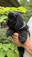 Boomer AKC, a male Cocker Spaniel for sale in Pinson, TN – 2 of 5