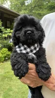 Boomer AKC, a male Cocker Spaniel for sale in Pinson, TN – 3 of 5