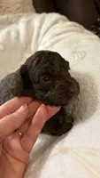 Choco, a male Poodle - Toy  for sale in Pinson, TN – 1 of 3