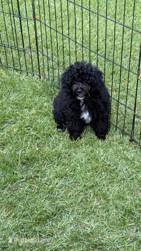Jay Jay – Poodle - Toy  puppy for sale in Pinson, TN